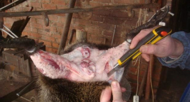 Jak správně řezat nutrii a jak moc roste před porážkou, inventura